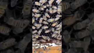 صوت ملكة النحل 