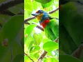 Download Lagu Burung Barbet Taiwan memanggil #shorts