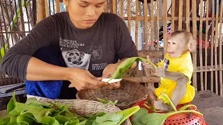 Download Obedient Monkey Koko Helps Mom To Cut Vegetable For Cooking | Smart Baby KOKO MP3