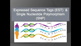 Expressed Sequence Tags EST and Single Nucleotide Polymorphism SNP