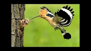 داستان زیبای سلیمان و بلقیس با تلاوت ادریس ابکر 