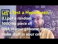 Can Random DNA Sequences Make Things Let s Find Out