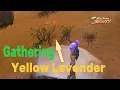 Where To Find Yellow Lavender MY TIME AT SANDROCK