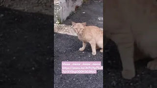 Meow Meow Meow Meow Https Youtu Be AtPrjYp75uA Si XY5hgO00H3O2RjtZ 