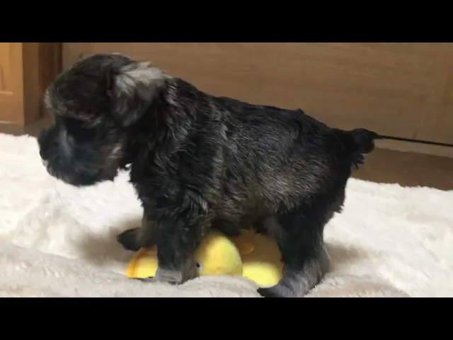 動画