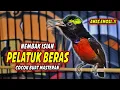 Download Lagu PANCINGAN KONIN GACOR FULL NEMBAK ISIAN PELATUK BERAS !! MASTERAN KOLIBRI NINJA BAHAN TEMBAKAN MEWAH