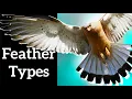 Download Lagu Types of Bird Feathers - Use Shape to Identify Feathers
