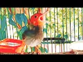 Download Lagu ANTI MACET‼️Suara PIKAT prenjak kepala MERAH gacor ngotot lantang cocok buat masteran