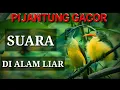 Download Lagu PIJANTUNG GACOR | cara meloloh anak burung pijantung di alam