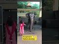 Lagu Kateel temple #kateeltemple #kateel #durgaparameshwari #kudla #elephant #unchained