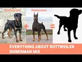 Rottweiler Doberman Mix Everything You Need To Know About Rotterman