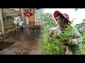 Download Lagu Berkat bantuan Ly Tieu Ca dan guru Juson, bagaimana Ly Thi Yen belajar mandiri?