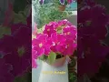 Download Lagu Prachtige bloemen in mijn geboortestad #mooiebloemen #bloemen #natuurliefhebbers #natuur #ochtend...