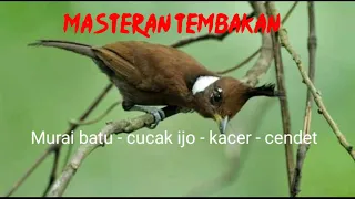 Download Masteran burung kicau.suara tembakan cililin gacor MP3