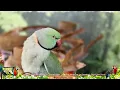 Morning Birdie Zen | Meditation Music for Birds | 9HRS EXTENDED PLAY | Parrot TV for Your Bird Room🌞