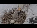 Duke Farms Bald Eagle Cam on 26 Mom in the storm frozen fish and 1st 2nd feedings