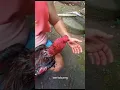 Download Lagu Kena taji/jalu 🐓#shorts #short #ayam #ayambangkok #ayamjago #ayamaduan #ayammangon #ayampakoy #viral