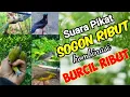 Download Lagu Suara Pikat Sogon Ribut  Dan Burung Kecil Ribut