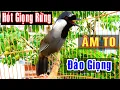 Download Lagu Khướu hót giọng rừng nhiều giọng rất hay/ kích khướu bổi, luyện khướu bổi tuyệt vời