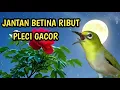Download Lagu Jantan betina ribut terapi pleci ribut gacor