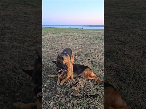 💥Dominance. German Shepherds Jolly and Jezzy. Odessa 2026