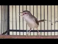 Download Lagu MASTERAN PRENJAK KLIK BETINA MEMANGGIL JANTAN FULL NGEKREK || PANCINGAN BURUNG BAHAN