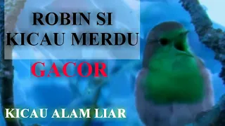 burung robin gacor kicau alam liar kicau burung