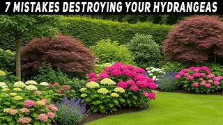 STOP Planting Hydrangeas Wrong 7 Costly Mistakes You Must Avoid for Beautiful Blooms