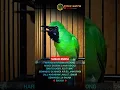 Download Lagu Cucak ijo susah emosi #shorts