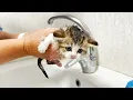 First bath for tiny kitten Willie so brave and no loud meow Kitten Street