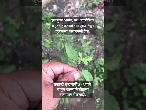 दाढ दुखत असेल, सर्दी असेल तर हि पाने वापरा .