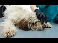 ABANDONED AND NEGLECTED LAGOTTO PUPPY Shaved and rescued