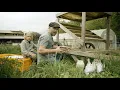 How to Get Started with Turkeys Everything You Need To Know