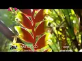 Download Lagu ANAK SARUGO // Adam heboh Official