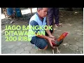 Download Lagu Spil harga jago bangkok saat bukan hari pasaran di pasar hewan Purbalingga