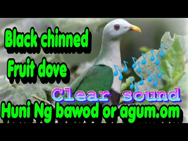 Download MP3 Ando/Bawod/Punai Clearsound perfect for Bluetooth speaker 🔊#diskartengpinoytayo #birdhunt #birds