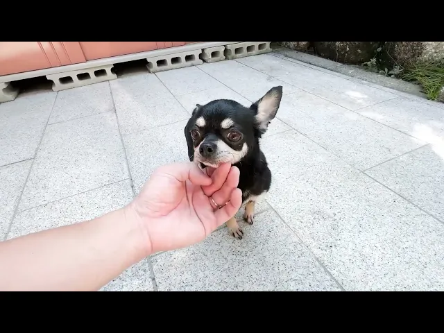 動画