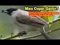 Download Lagu Mau Cepat Gacor? Ini 6 Jenis Makanan Burung Kutilang Yang Bagus Dan Berkualitas