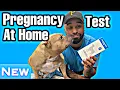 New Dog Pregnancy Test at home BellyLabs