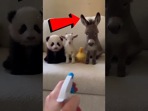 Todos querían demostrar su talento… hasta que llegó el turno del panda 🐼🤯