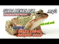 Lagu [ASMR] SUARA HEWAN SUARA KODOK NGOREK SOLO