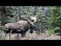 Big Bull Moose Steals Cows from a Smaller Bull