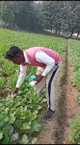 प्रयागराज के किसान ने आलू और सरसों की खेती के लिए किस खाद का किया प्रयोग |वनइंडिया हिंदी