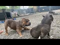The Most POCKET American Bully Now open to the public Pair O Dice Big Dogs Romania