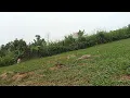 Download Lagu Amat Terkukur - Suara bb burung betina  pun suka, Ada harapan jadi pikat yg baik. 
