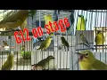 Download Lagu jika anda jadi juri G12 pleci mana yang layak menyandang koncer A,B,C