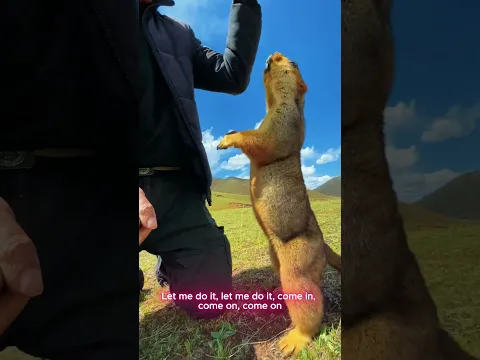 The funny but adorable Marmot 6 #animals #marmot #cute