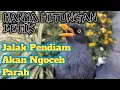 Lagu Masteran Jalak Kebo Terfavorit ‼️Paling Ampuh !! Hanya Hitungan Detik Jalak Lain Pasti Nyaut