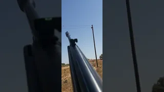 صيد الحمام القمري بتاريخ 2020 7 14 بندقية صيد هوائية نوع جامو 