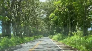 Scenic Drive Through Eucalyptus Tree Tunnel 
